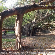 Largest Banyan Tree 03